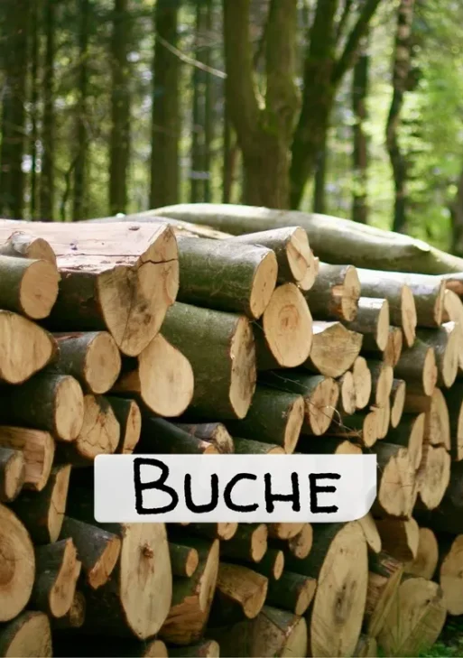 Stammholz – Buche – halbe LKW-Ladung 40 RM